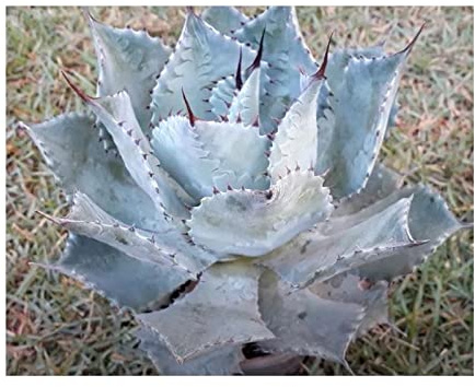 Stk - 10x Agave parryi var. truncata Agaven Garten Pflanzen - Samen ID716 - Seeds & Plants Shop by Ipsa