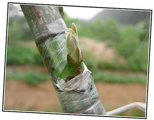 IWOWHERO Baumpfropfband Grün Selbstklebend Pe-selbstklebeband Für Obstbäume Garten Gemüsepfropfbänder Dehnbares Pfropffolie Für Avocados Obst Knospen