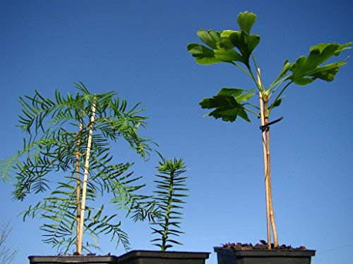 Living Fossil Garden Collection,1 Araucaria (Monkey Puzzle Tree, 10cm), Metasequoia (Dawn Redwood Tree, 20cm), Ginkgo (Maidenhair Tree, 15cm)