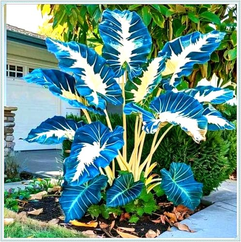 Bulbos de oreja de elefante perennes: resistentes al frío y tolerantes a la sombra, adecuados para la decoración de jardines.-3bulbos-D