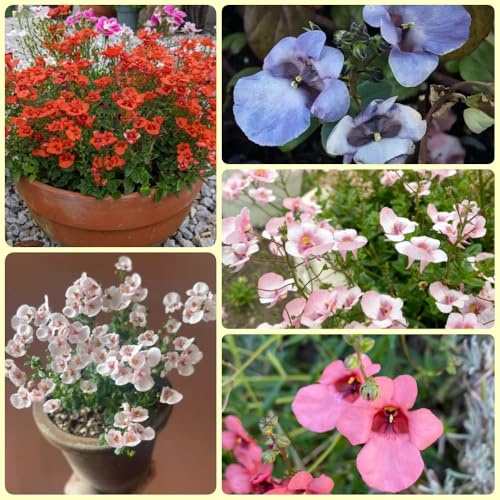 Semillas de Diascia - Diascia barberae, de balcón semillas de exóticas regalos de jardín 200pcs