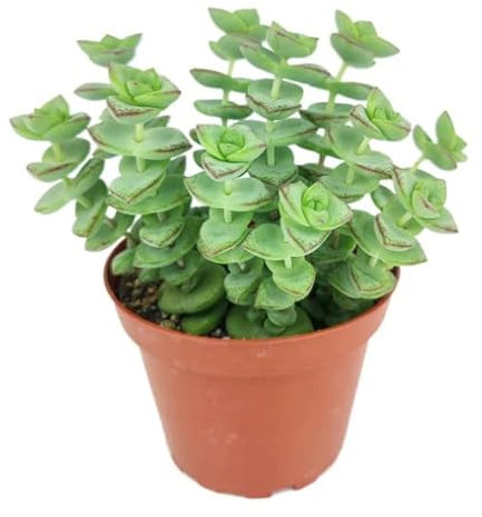 Crassula Perforata Natural Suculenta Ideal para la Iniciación en el Cuidado de las Plantas