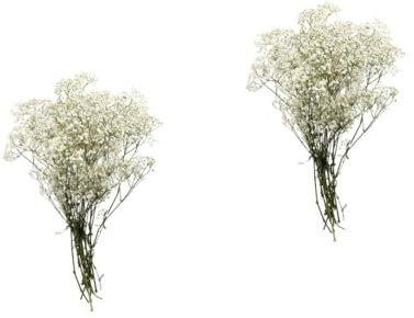 Zerodeko 2St für Immer gypsophila Pflanzen das getrocknete Blumen konservierte Schleierkraut schmücken Strauß Weiß