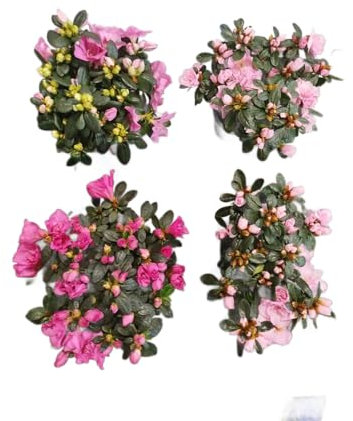 Azalea Rosa Pack 4 Plantas Naturales con Flores de Color Rosa