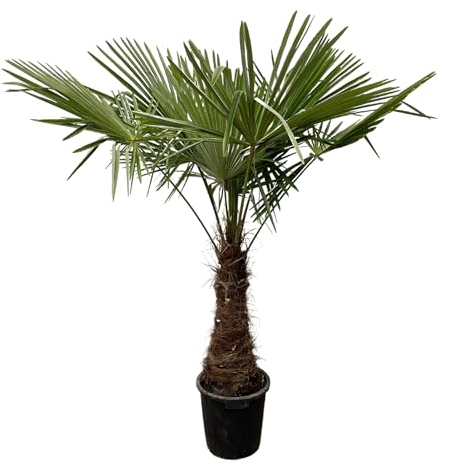Trendyplants - Trachycarpus Fortuneii - Chinesische Fächerpalme - Höhe 230-250 cm - Winterhart - Gartenpflanze - Topfgröße Ø45cm