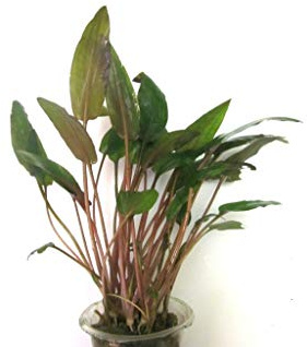 Cryptocoryne moehlmannii - 1 Bunch - Live aquarium plant