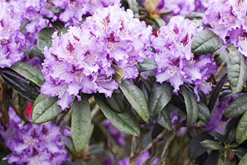 Rhododendron Hybr. 'Blue Peter' 60-70 cm - Rhododendron, blaue Blüten mit purpurnem Auge, Blütezeit Mai-Juni, ideal für Halbschatten, winterhart und pflegeleicht
