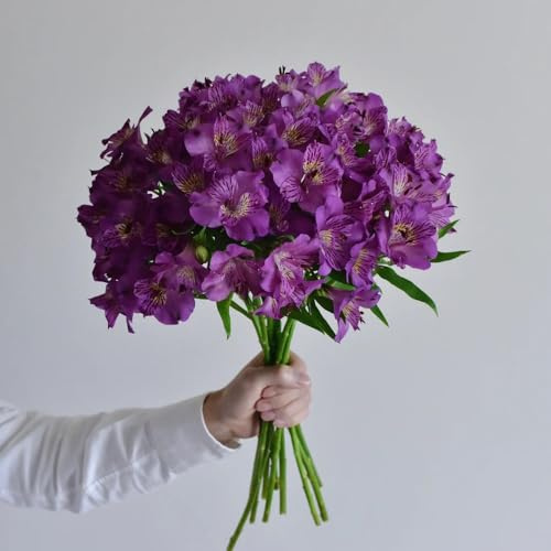alstroemeria schmetterlingsflieder kräutersamen pflanzensamen winterharte stauden dauerblüher wohnzimmer deko dachbegrünung schnittblumen exotische zimmerpflanzen blumensamen 120samen
