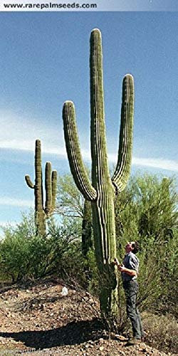 Portal Cool Carnegiea gigantea Saguaro Riesenkaktus Kakteen Sukkulenten 20 Samen Uk Verkäufer