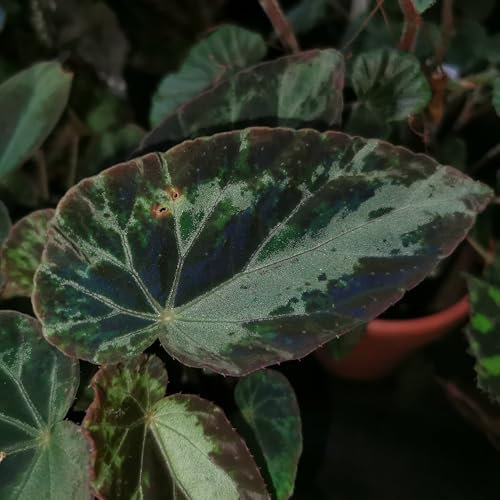 RARITÄT BLATTSTECKLING : Begonia burkillii, Königsbegonie Begonie - Zimmerpflanze