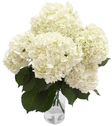 Ramo de Hortensias Blancas Frescas con 10 Flores en Diseño Moderno y Elegante