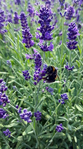 Lavande (lavendula angustifolia r?sistante au froid) dans diff?rents ensembles - 12 St?ck in Set