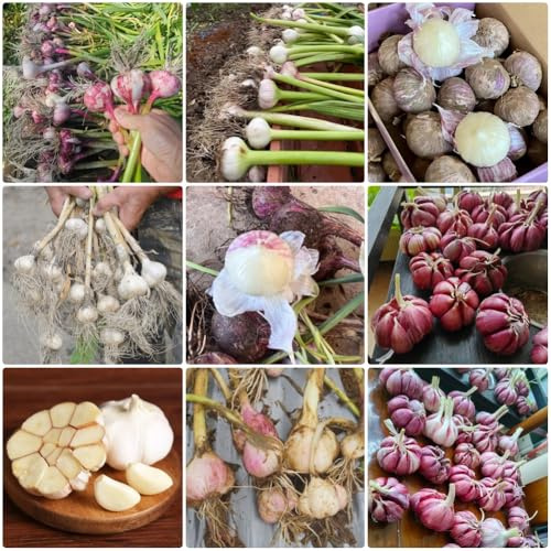 Knoblauch Bio, seltene garten bio winterharte für balkon pflanzknoblauch wintergemüse kaufen winterhart 350Samen