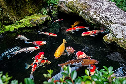 Schönheitsshop Fadenalgenfrei 5 kg Algenvernichter Koiteich Temperaturunabhängig Koi Algen