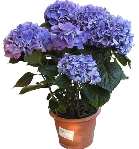 Hydrangea Blue Planta Viva de Hortensia Azul | Natural Decorativa y Lista para Plantar