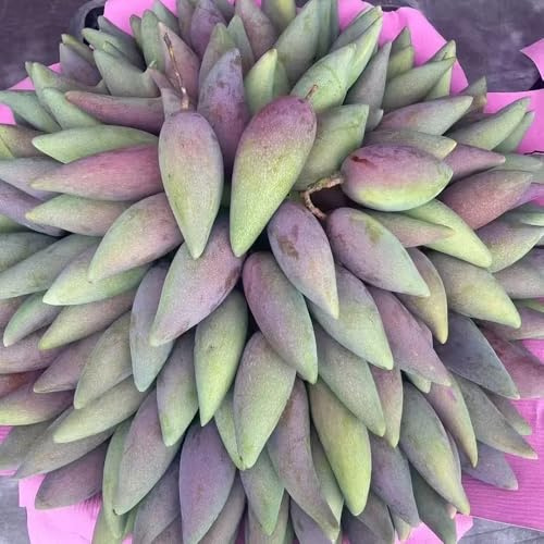 semi di mango - giardino decorazione esotici resistenti inverno biologici 4pcs