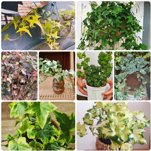 edera - pothos rampicanti resistenti bonsai rampicanti appendere, decorazioni per recinzioni ufficio, tetto verde giardino roccioso decorazione a vite giungla 160semi