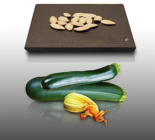 15 graines à semer - Le Grenier d'Abondance - COURGETTE Black Beauty - Cucurbita Pepo