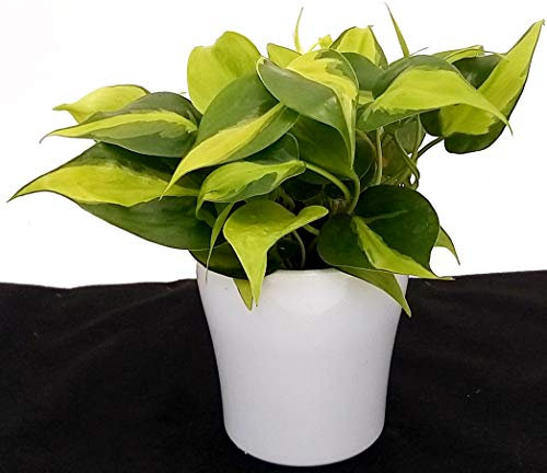 POWERS TO FLOWERS - PHILODENDRON SCANDENS BRASIL IN VASO CERAMICA BIANCO, pianta vera