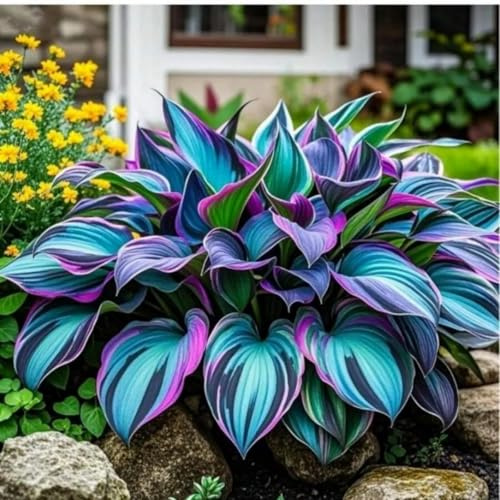 Hosta perenne resistente con tonos azul oscuro, tolerante a la sombra perfecta para rellenar rincones sombreados del jardín fácil de cuidar-6piece-c