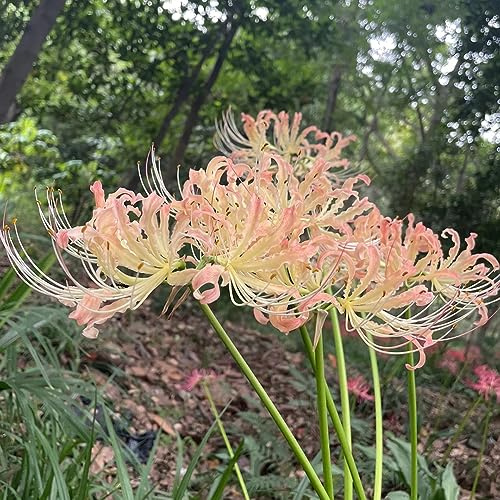 giglio ragno, giglio di sangue - in vaso, di selvatici, lycoris radiata decorazioni da giardino per esterni da, decorative in vaso 7bulbi