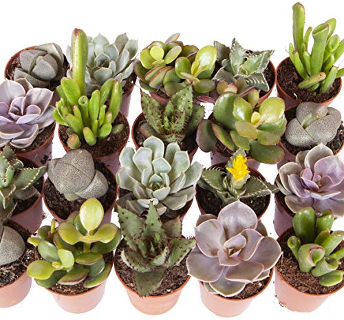 YouGarden Indoor Succulents Plant Collection, Six Established Plants in 5.5cm Pots, 10-20cm Tall, Houseplants for Homes and Offices, Indoor Plants Real in Pots