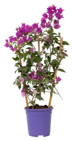 Plant in a Box - Bougainvillea Alexandra - Höhe 50-60cm - Drillingsblume - Kletterpflanze für garten - Outdoor plants - Topf 17cm