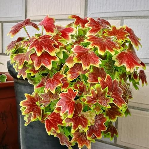 semillas de geranio resistente, pelargonio resistentes al aire libre, sombra ornamentales decoración macizo 550pcs