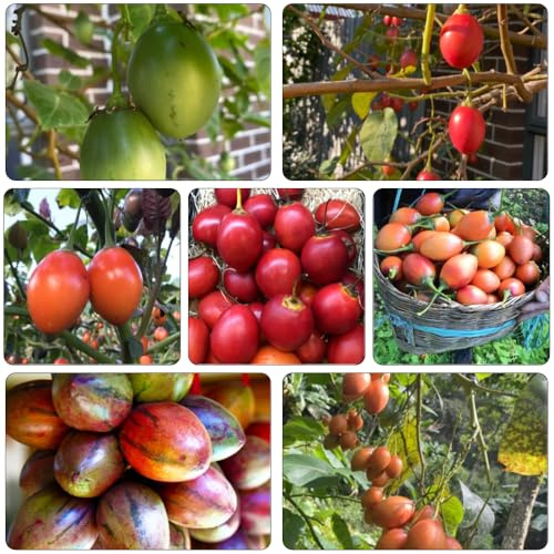 tamarillo tomate orgánicos semillas de columnar balcón resistentes jardín interior jardín perennes resistentes 35pcs