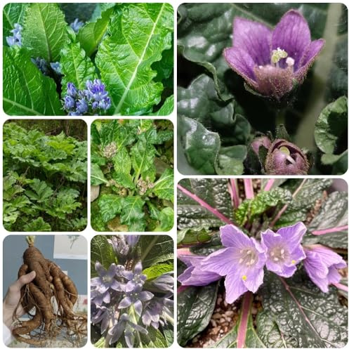 AlrauneSamen - kräuterpflanzen heilkräuter nachhaltige produkte blumenwiese steingartenpflanzen winterhart wildkräuter kräuterbeet 85pcs