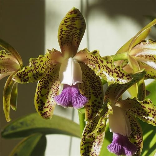 Cymbidium-rhizom, kolibriorkidéer, kvalitetsrhizom, hög kvalitet, vinterhård ryzom, Cymbidium-orkidé rhizom, 5lök-H