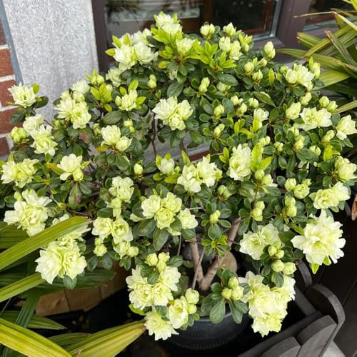 semillas de rododendro, interior de azalea Cobertura del suelo, perennes resistentes, setos, arbustos jardín, interior, 125pcs