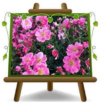 Rosai - Cubresuelo Bienenweide Rose Altura max 60 cm Diámetro Flor max 4 cm eta max 2 años