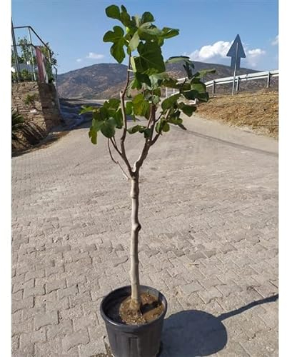 Feige Brown Turkey Stämmchen 100-120 cm - Ficus carica 'Brown Turkey' - mittelfrühe Sorte
