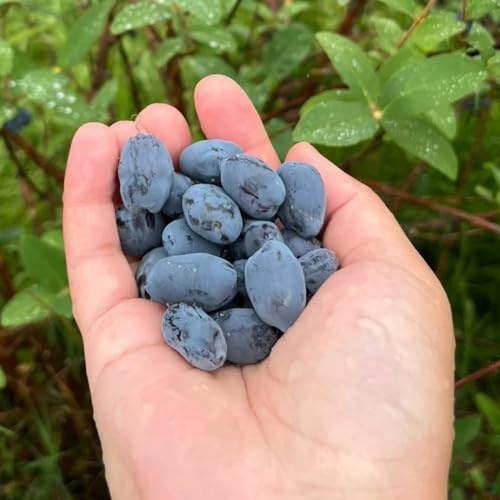 Semi di Lonicera caerulea - Semi di mirtillo siberiano da balcone biologici da giardino acquistarere da frutto esotiche 20pcs