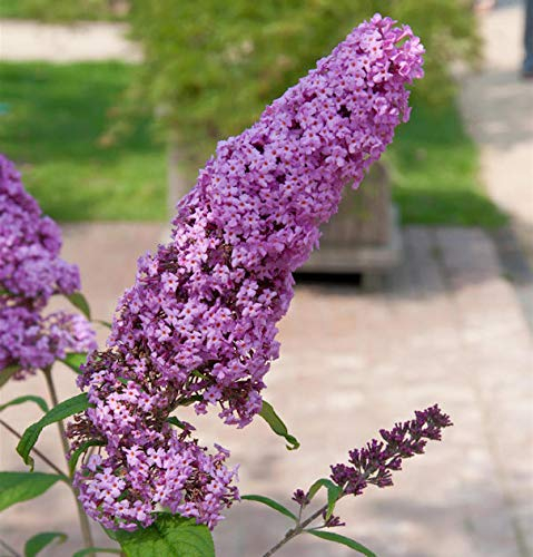 Sommerflieder Pink Delight 40-60cm - Buddleja - lebende Gartenpflanze aus den Baumschulen