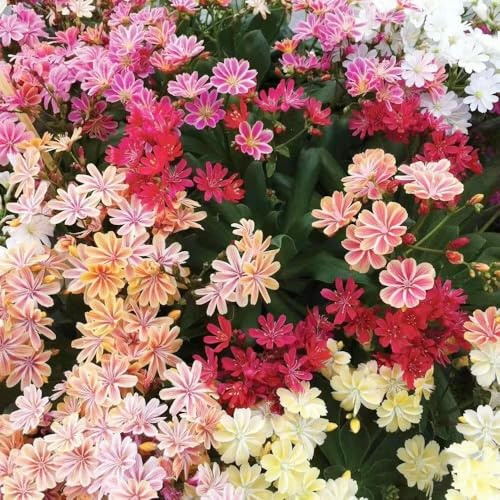 Lewisia - wildblumensamen kräutersamen steingartenpflanzen winterhart balkon garten winterharte für balkon blumendeko Porzellanröschen balkonblumen 400samen