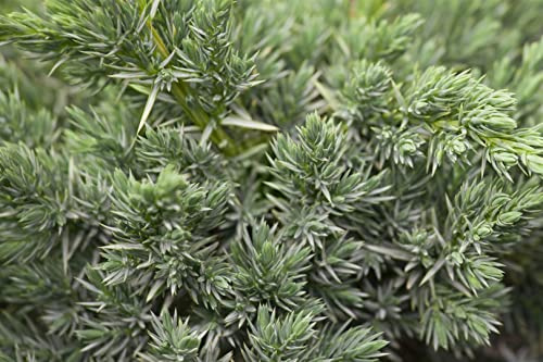 Gemeiner Wacholder Juniperus communis Meyer 20-25 cm winterhart | Sichtschutz, Formhecke, schnittvertraeglich, sonniger bis halbschattiger Standort, ideal für Garten, Balkon und Terrasse