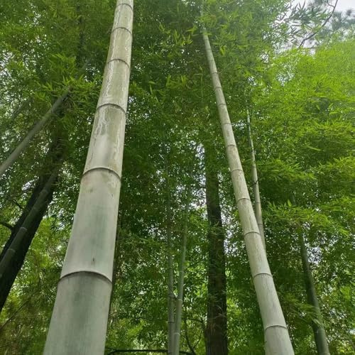 65 pezzi semi di bambù resistenti - da giardino semi interni sul balcone giardino rocce resistenti,