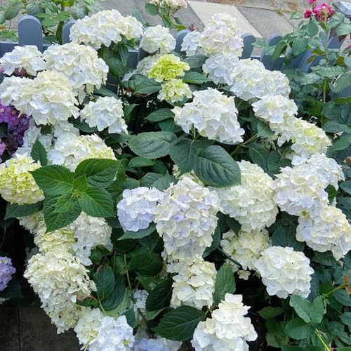 acquistare semi di ortensia, esterno resistenti per luoghi soleggiati di farfalle decorazione regali per gli amanti del giardino 20pcs