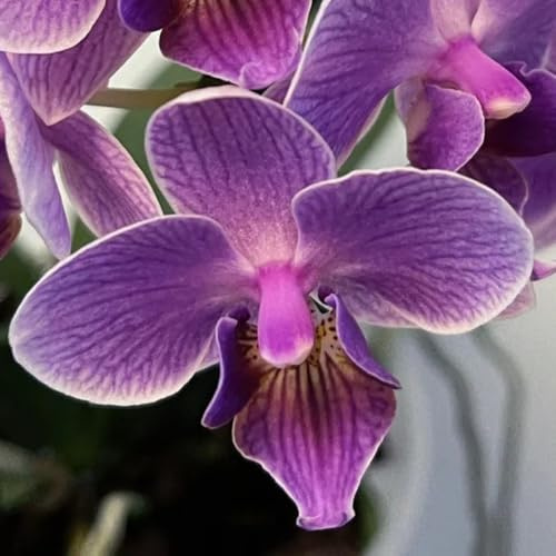 semi di orchidea phalaenopsis - decorazioni da appartamento da giardino per esterni, perenni resistenti balcone 200pcs