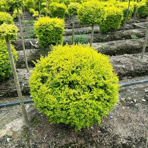 semi di ligustro - interno balcone, resistenti esotiche rare giardino esterno 150pcs