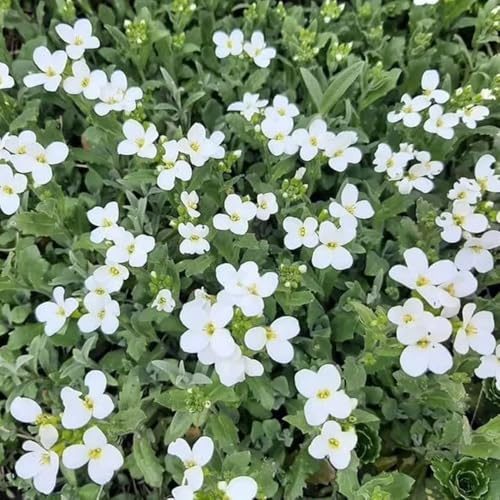 blaukissensamen - blaukissen pflanzensamen wildblumen kräuterpflanzen wildkräuter blumenwiese balkon kräutergarten indoor herbstblumen kräutergarten küche geschenk gartendeko für 160samen