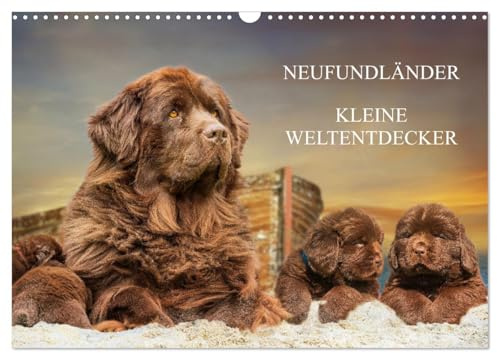 Neufundländer - Kleine Weltentdecker (Wandkalender 2026 DIN A3 quer), CALVENDO Monatskalender: Lassen Sie sich von entzückenden 3-7 Wochen alten Neufundländerwelpen verzaubern (CALVENDO Tiere)