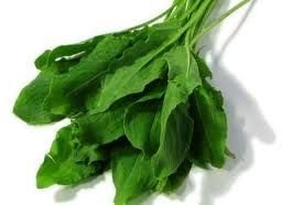Sorrel Heirloom Garden Vegetable By Seed Kingdom (20,000 Seeds)