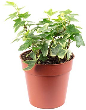 Gemeiner Efeu bunt - pflegeleichte Zimmerpflanze, Hedera helix - Höhe ca. 15 cm, Topf-Ø 9 cm