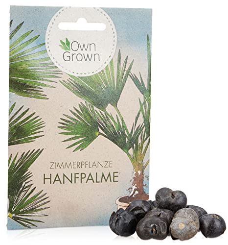 Chinesische Hanfpalme Saatgut: Palmen Samen für 5x Palme Zimmerpflanze – Winterharte Zimmerpflanzen groß – Grünpflanzen Zimmerpflanzen Samen OwnGrown