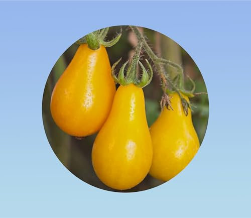 15 Graines de Tomate Poire Jaune (Yellow Pear) - Variété Ancienne et Facile à Cultiver - Goût Doux