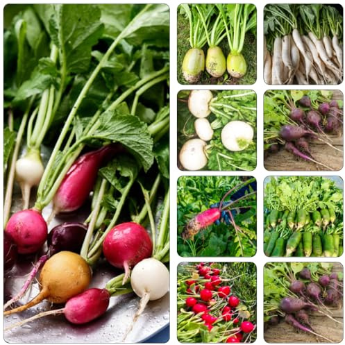 Radieschen pflanzensamen kräutergarten gemüsesaat winterharte stauden mehrjährig kräutersamen bio gemüsesamen alte sorten balkon hochbeet gemüsebeet winterharte kübelpflanzen 200samen