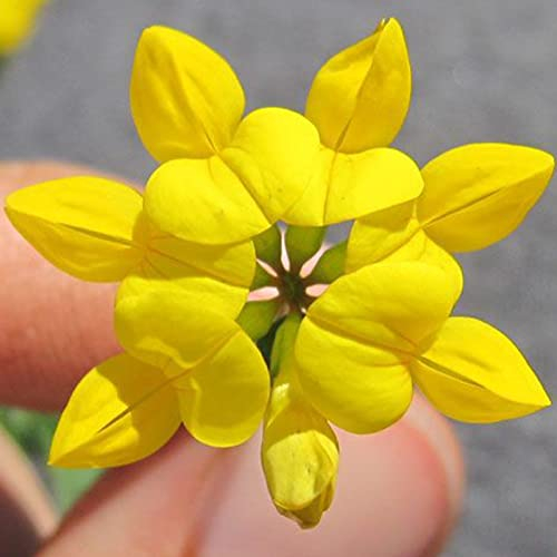 Welldales 100 Birds Foot Trefoil British Lotus Wild Flower Seeds Yellow Meadow & Woodlands